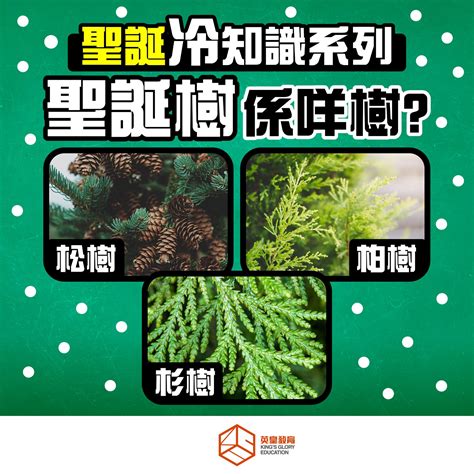 這是什麼樹|認識樹